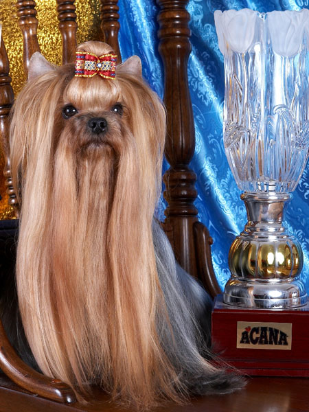 Mini Shop MINI SHOP OT COUTURE — Labaza DogPedigree YorkshireTerrier